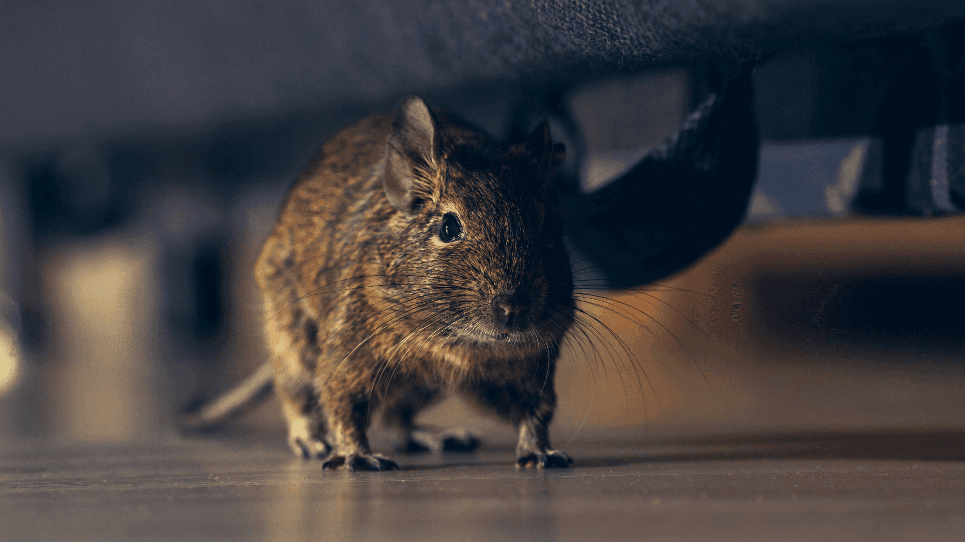Rodent Removal Services