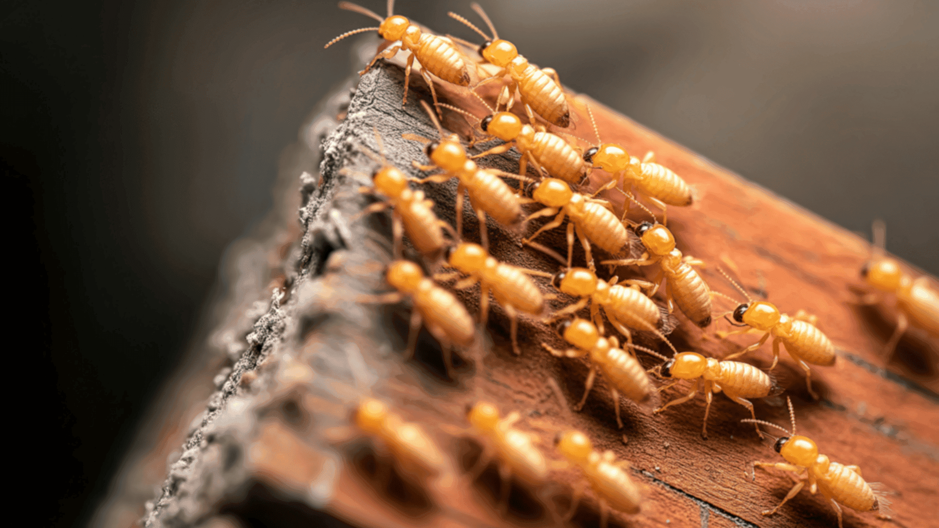 Termite Control