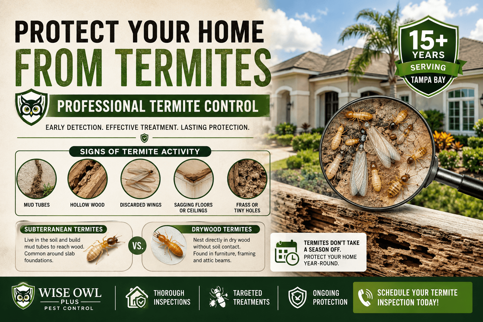 Termite Swarm Season in Tampa: What Homeowners Need to Know