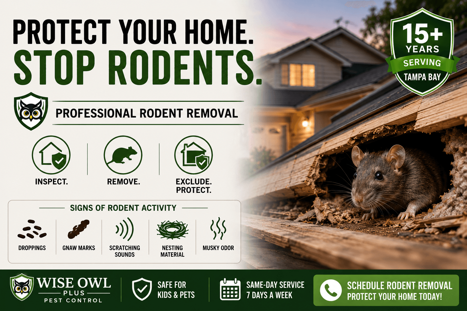 Rodent Removal in Tampa: How to Keep Mice and Rats Out This Fall